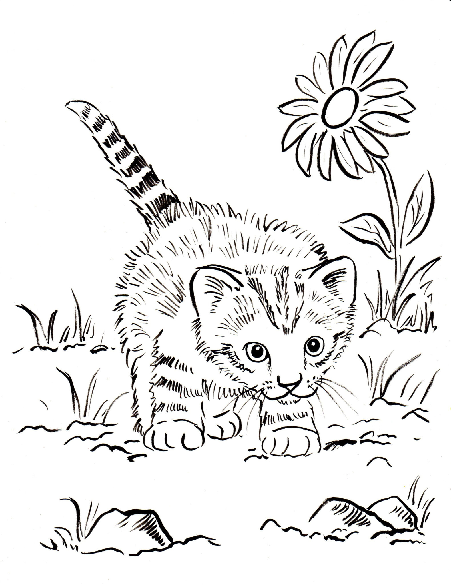 Real Cat Coloring Pages At GetColorings Free Printable Colorings