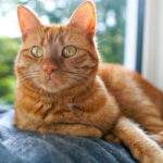 10 Orange Cat Breeds You Ll Fall In Love With Reader S Digest