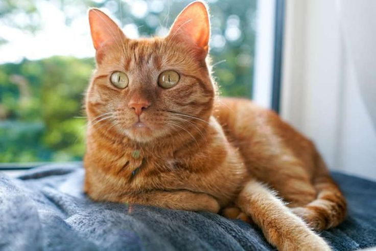 10 Orange Cat Breeds You ll Fall In Love With Reader s Digest 