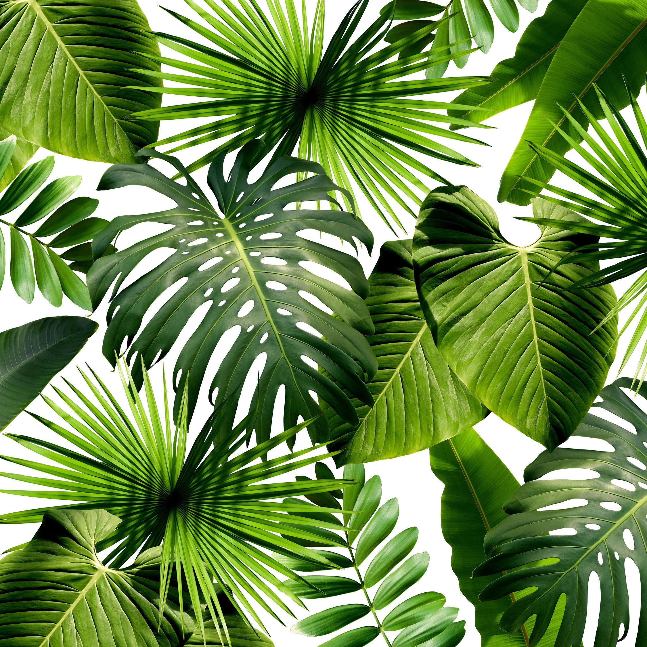 Printable Pictures Of Greenery
