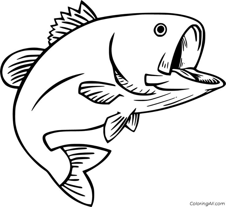 17 Free Printable Bass Coloring Pages In Vector Format Easy To Print 