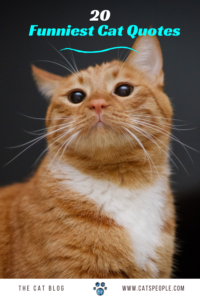 20 Of The Funniest Cat Quotes Ever Cat Quotes Funny Funny Cats Cat