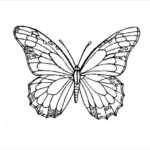 28 Butterfly Templates Printable Crafts Colouring Pages Free
