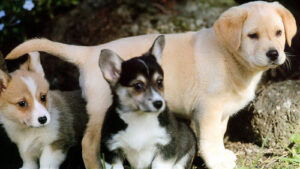 3 Beautiful Dog Puppies Picture Download HD Wallpapers