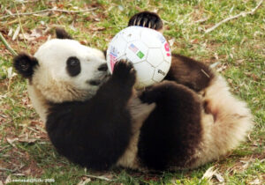 30 Photos Cute Animals Play Ball Free Download Wallpaper