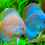 40 Beautiful Tropical Fish Pictures