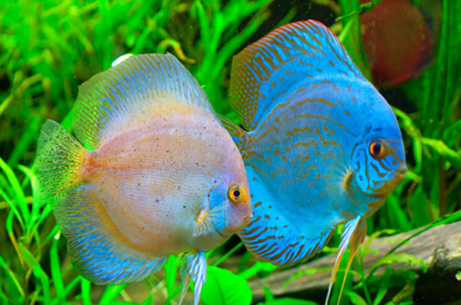 40 Beautiful Tropical Fish Pictures