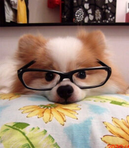 40 Funny And Cute Pictures Of Animals Wearing Glasses