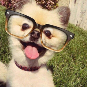 40 Funny And Cute Pictures Of Animals Wearing Glasses