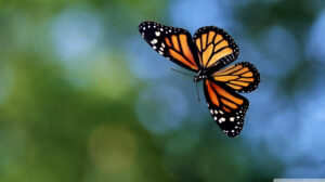 50 Free Butterfly Wallpaper And Screensavers On WallpaperSafari
