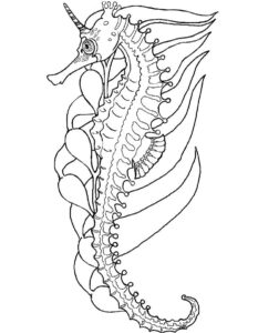 65 Sea Creature Templates Printable Crafts Colouring Pages Free