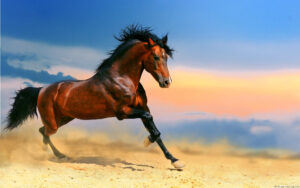 74 Free Horse Wallpaper On WallpaperSafari