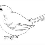 9 Printable Bird Templates Free Sample Example Format Download