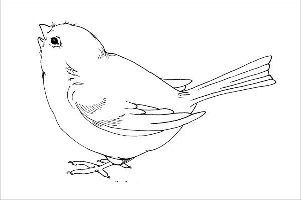 9 Printable Bird Templates Free Sample Example Format Download 