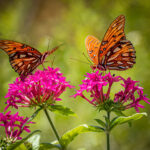 A Monarch Butterfly AMMA Magazine