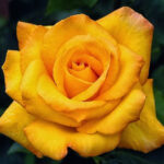 All 4u HD Wallpaper Free Download Beautiful Yellow Rose Wallpapers