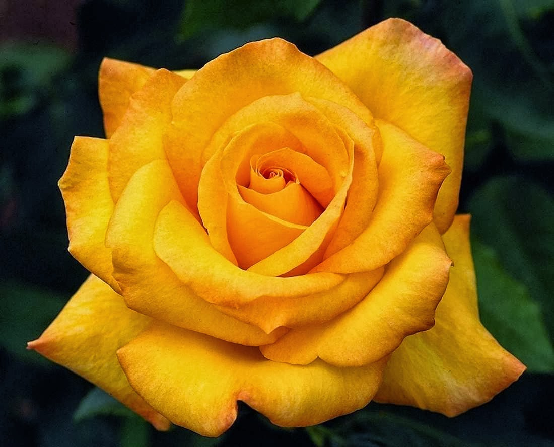 All 4u HD Wallpaper Free Download Beautiful Yellow Rose Wallpapers 