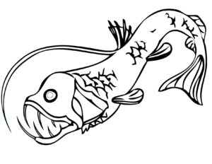 Angler Fish Coloring Page At GetColorings Free Printable