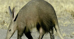 Animal Names Beginning With A