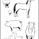 Animals Coloring Sheet Farm Animal Coloring Pages Farm Animals