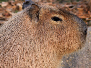 ANIMALS OF PERU MOST DANGEROUS 25 GREATEST