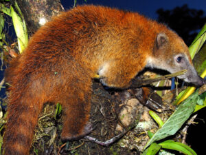 ANIMALS OF PERU MOST DANGEROUS 25 GREATEST