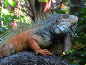 ANIMALS OF PERU MOST DANGEROUS 25 GREATEST