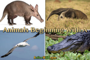 Animals That Start With A List With Pictures Interesting Facts