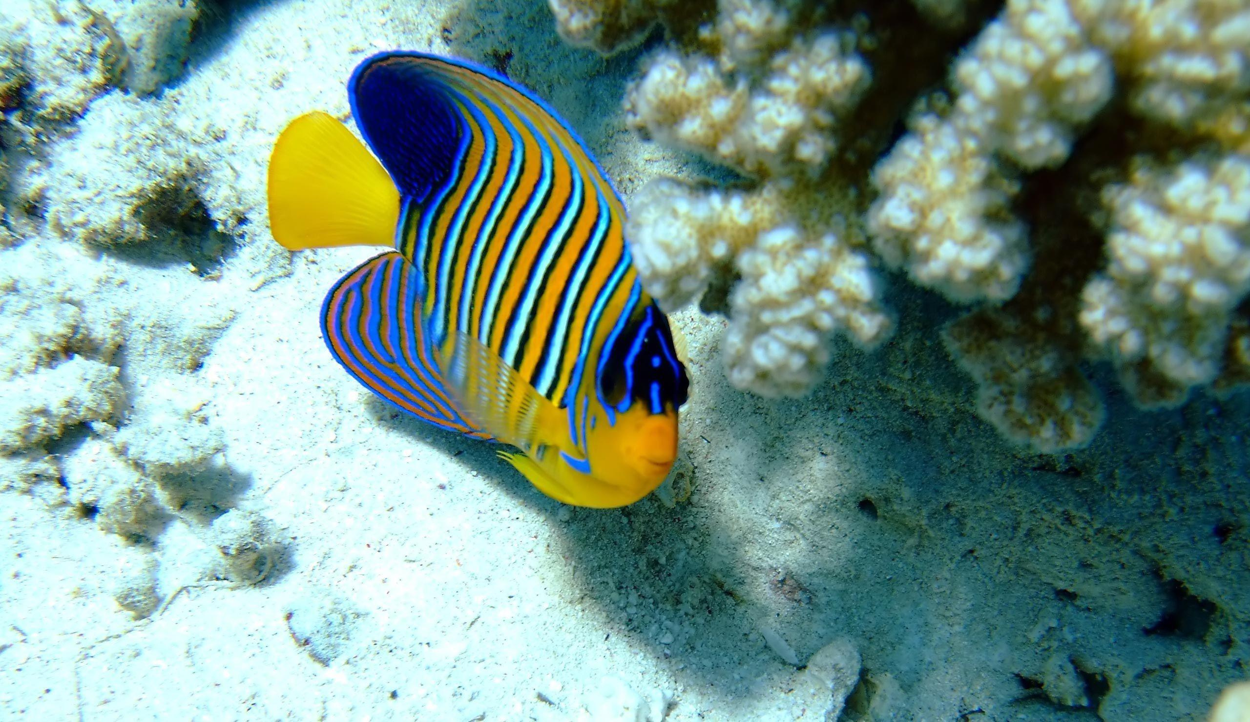 Ocean Animals Pictures Free