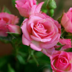 Attachment For Nature Wallpaper With Pink Rose Flower Pictures HD