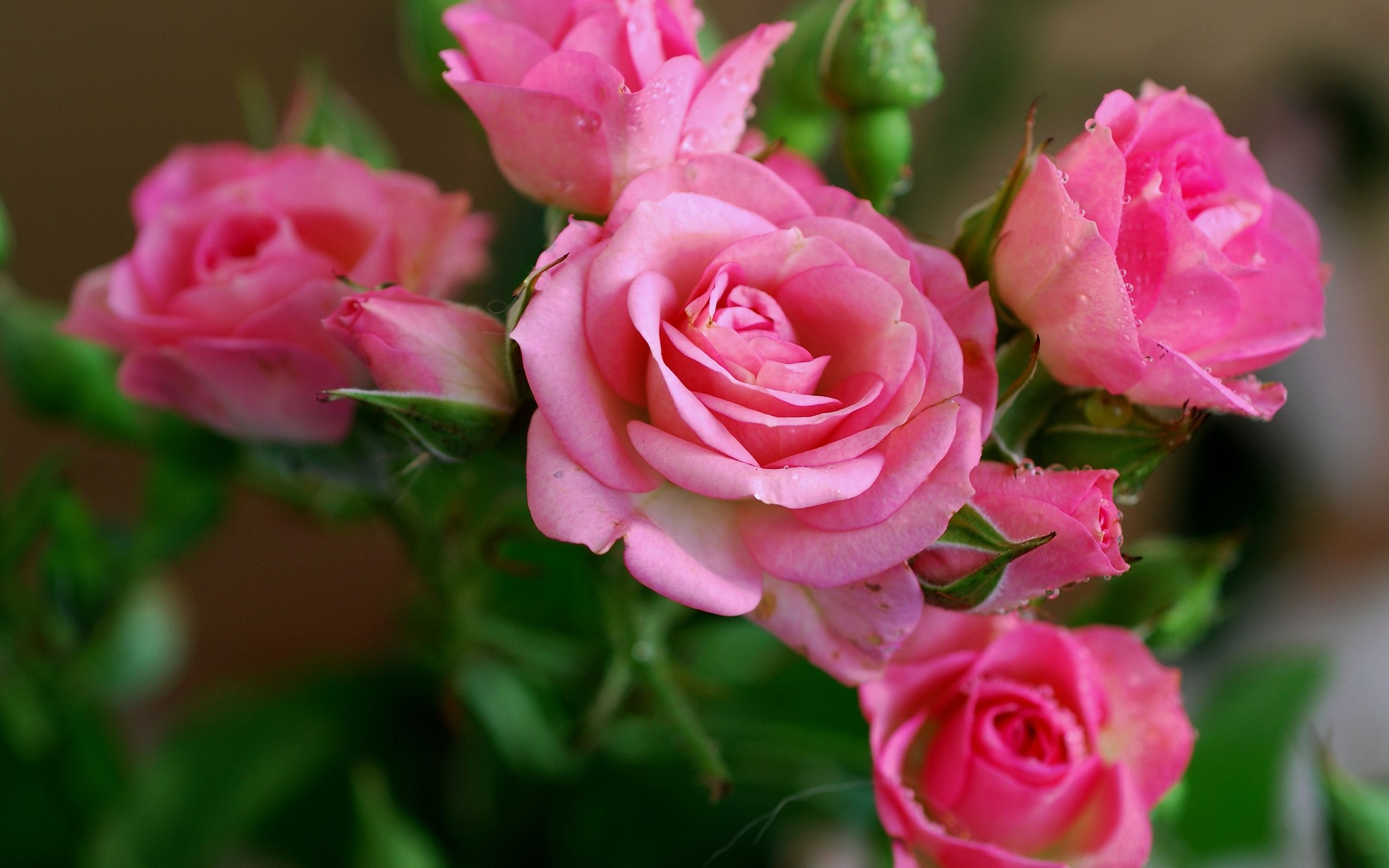 Attachment For Nature Wallpaper With Pink Rose Flower Pictures HD 
