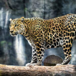 Awesome Native Animals Of Peru Blog Machu Travel Peru