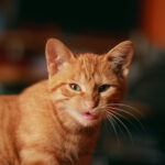 Baby Grumpy Cat Kitten Wallpapers HD Desktop And Mobile Backgrounds