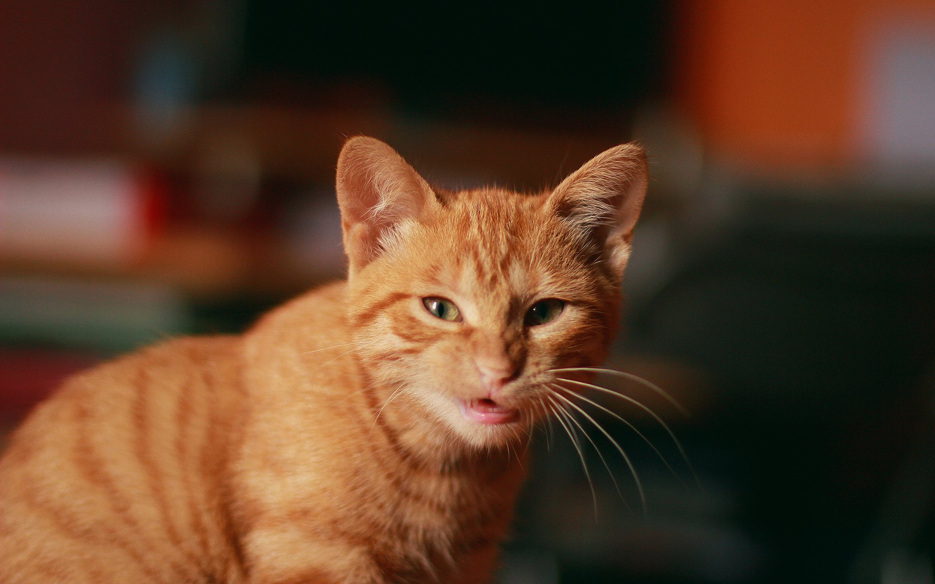Baby Grumpy Cat Kitten Wallpapers HD Desktop And Mobile Backgrounds