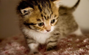 Baby Kitten Wallpapers Wallpaper Cave