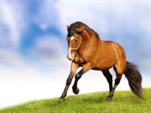 Beautiful Horse Wallpapers Wallpaper Cave