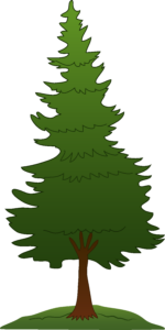 Best Pine Tree Clipart 24516 Clipartion