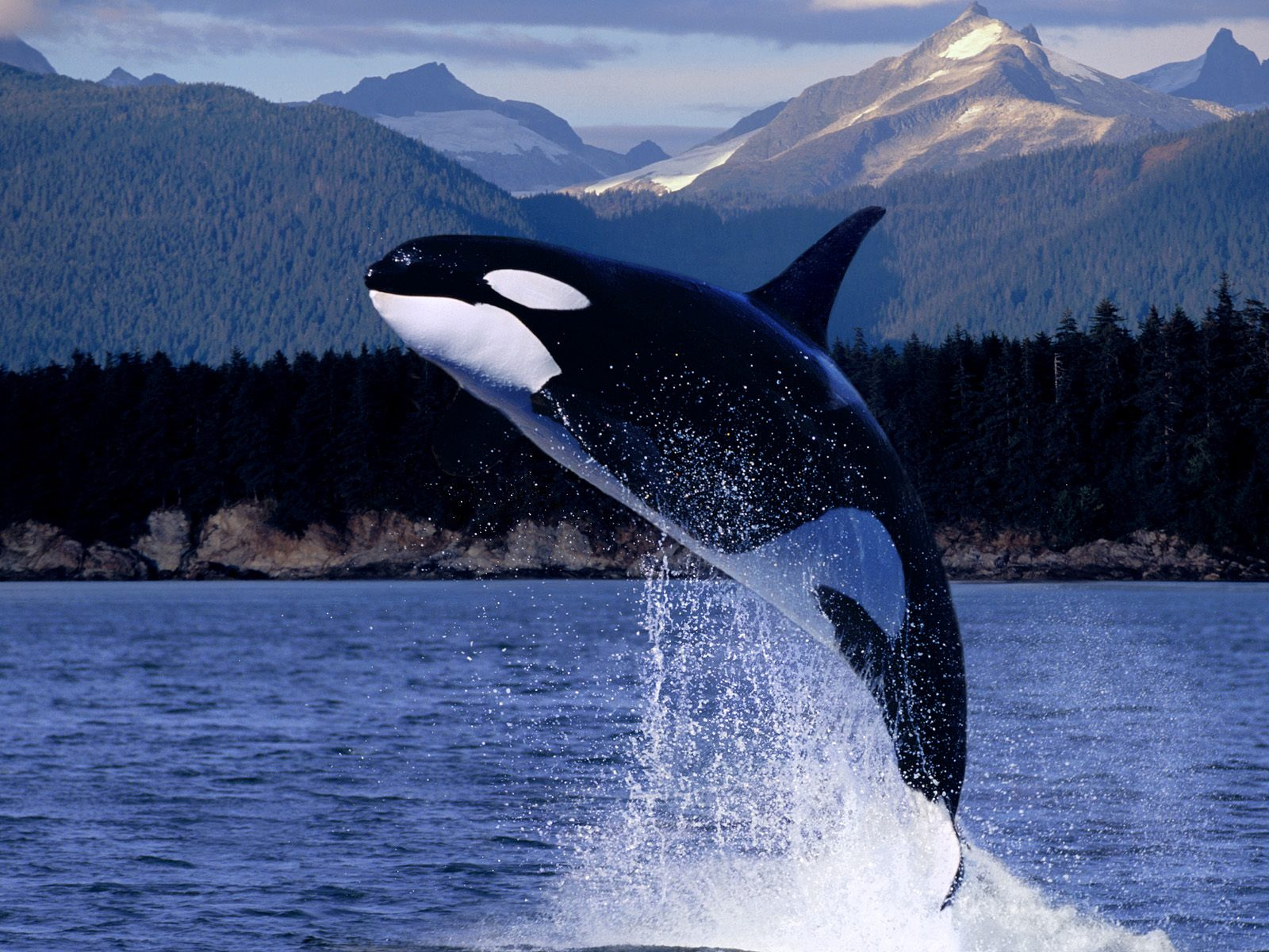 Biggest Ocean Animals Photos Pictures Images Free Desktop Wallpaper