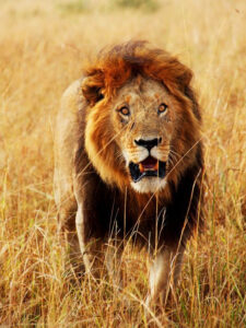 Black Maned Lion Black Maned Lion At Masai Mara National Park In Real