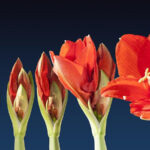 Blossoming Amaryllis Flower Photograph By Tilen Hrovatic Fine Art America