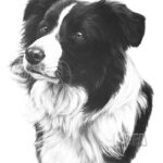 BORDER COLLIE Fine Art Dog Print By Mike Sibley