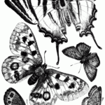 British Butterflies ClipArt ETC