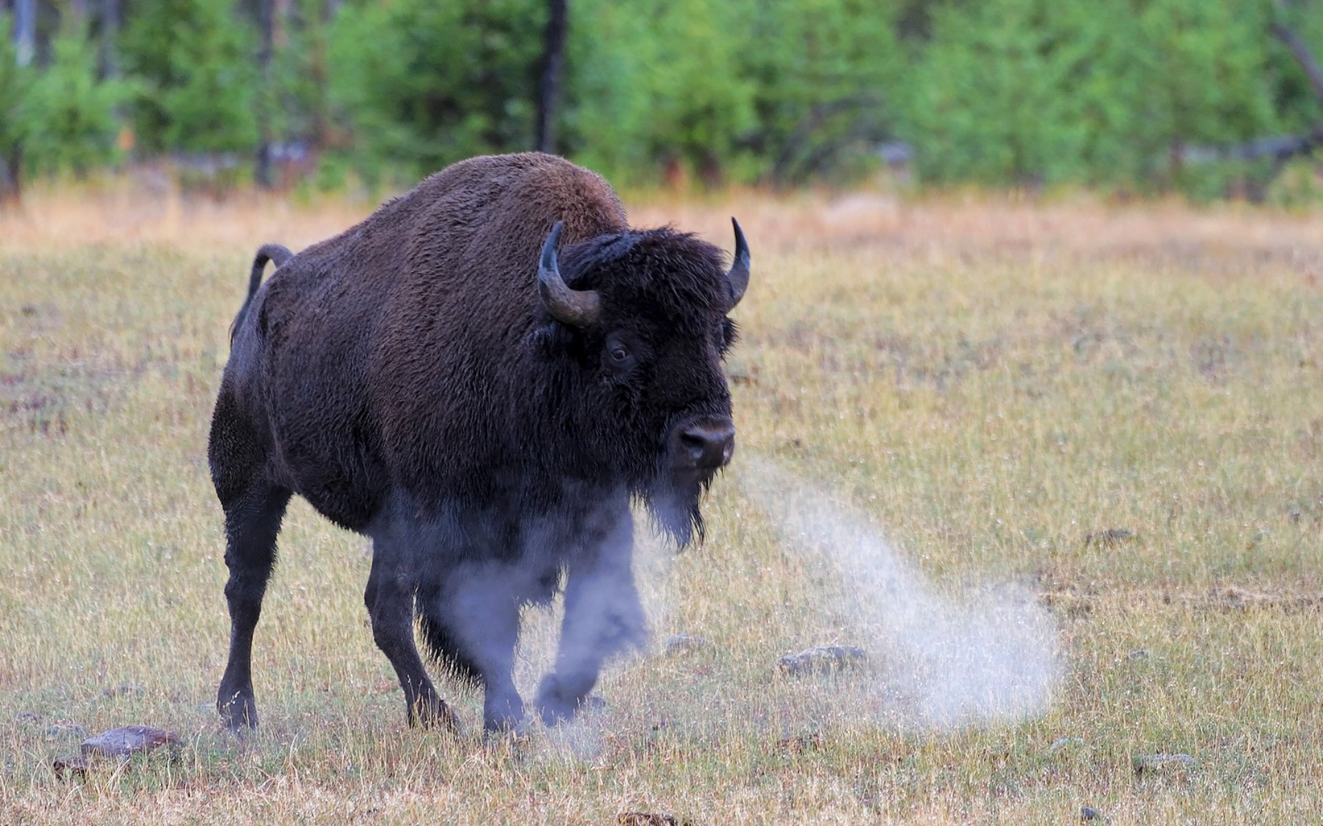 Free Pictures To Print Of Buffalo