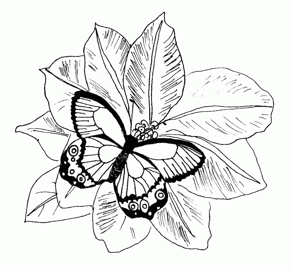 Butterfly Coloring Pages