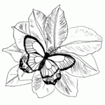 Butterfly Coloring Pages