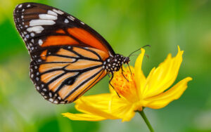 Butterfly On Flower