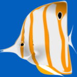 Butterflyfish Clipart 20 Free Cliparts Download Images On Clipground 2022