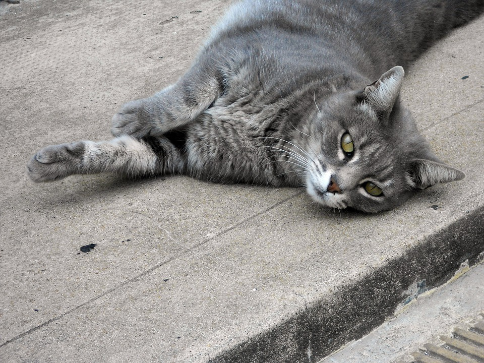 Cat Laid Back Animal Lying Free Photo On Pixabay