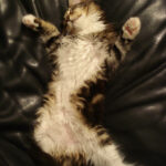 Cat Sleeping On Her Back Our Maine Coon Kitten Asleep On T Flickr