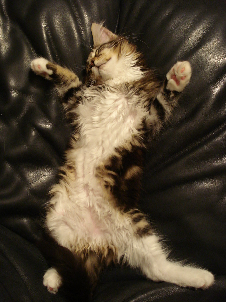 Cat Sleeping On Her Back Our Maine Coon Kitten Asleep On T Flickr